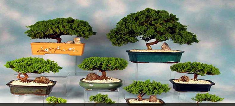 বনসাই-এর শখ ও তার যত্ন