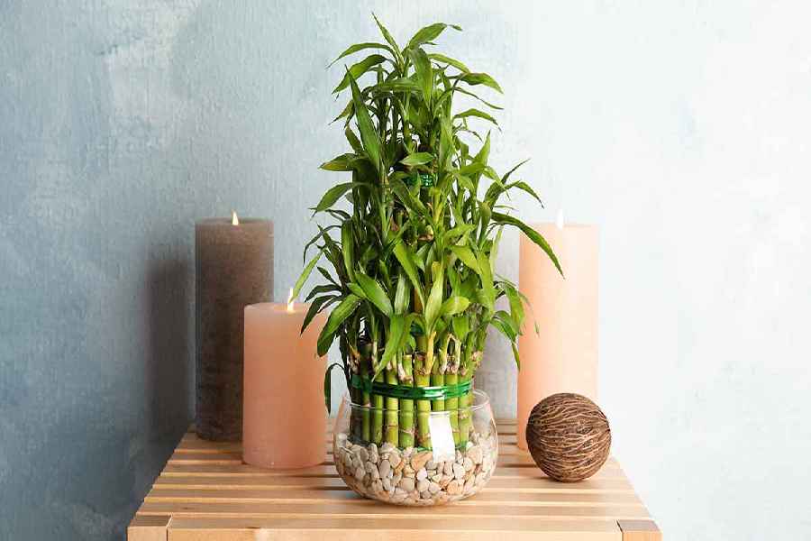 Room Cooling Plants: এসি ছাড়াই ঘর ঠান্ডা রাখুন! গরমে ম্যাজিকের মতো কাজ করবে এই কয়েকটি ইনডোর গাছ