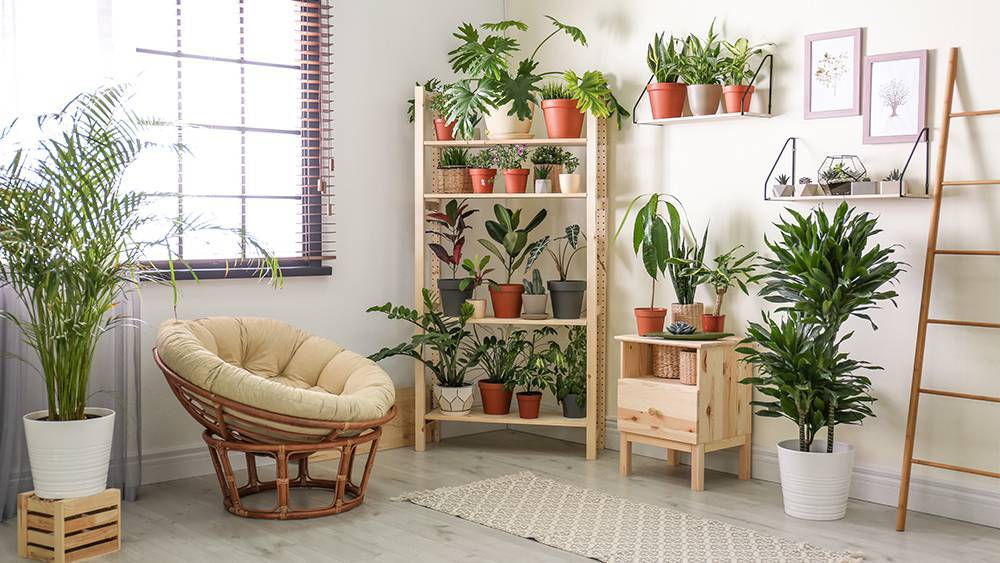 Room Cooling Plants: এসি ছাড়াই ঘর ঠান্ডা রাখুন! গরমে ম্যাজিকের মতো কাজ করবে এই কয়েকটি ইনডোর গাছ