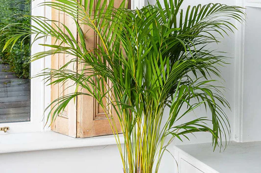 Room Cooling Plants: এসি ছাড়াই ঘর ঠান্ডা রাখুন! গরমে ম্যাজিকের মতো কাজ করবে এই কয়েকটি ইনডোর গাছ