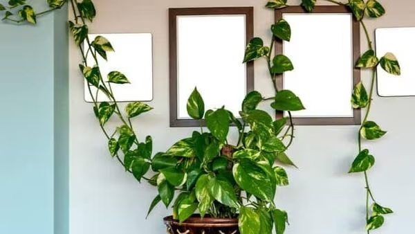 Room Cooling Plants: এসি ছাড়াই ঘর ঠান্ডা রাখুন! গরমে ম্যাজিকের মতো কাজ করবে এই কয়েকটি ইনডোর গাছ