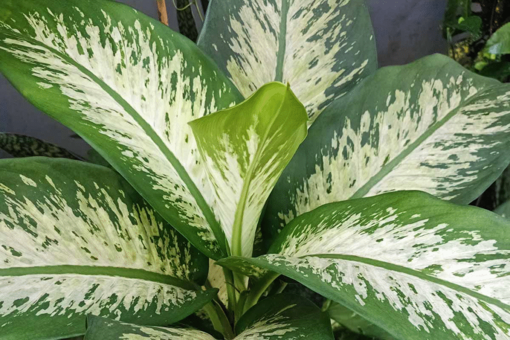 Room Cooling Plants: এসি ছাড়াই ঘর ঠান্ডা রাখুন! গরমে ম্যাজিকের মতো কাজ করবে এই কয়েকটি ইনডোর গাছ