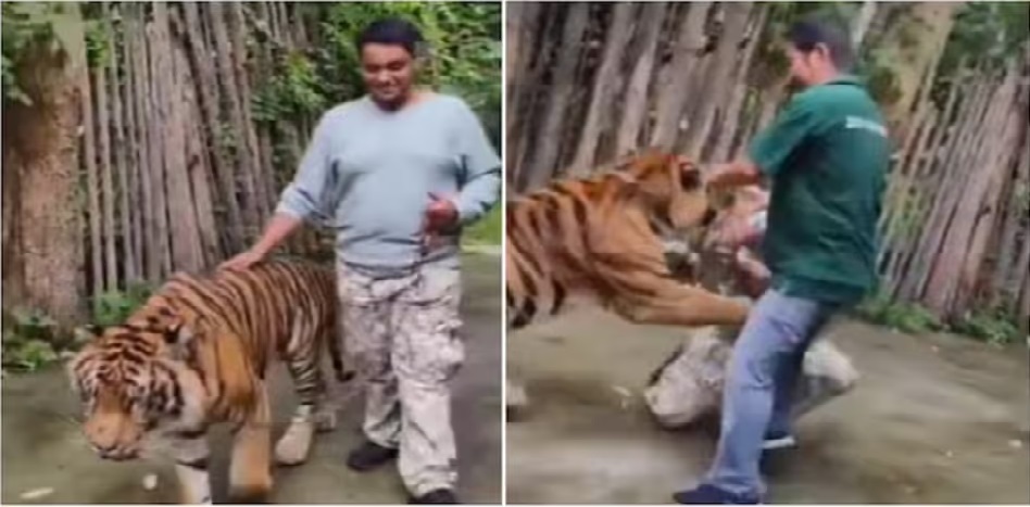 ভিডিও ভাইরাল: থাইল্যান্ডে সেলফি তুলতে গিয়ে বাঘের হামলা, আতঙ্ক ছড়াল ফুকেটের 'টাইগার কিংডম'-এ