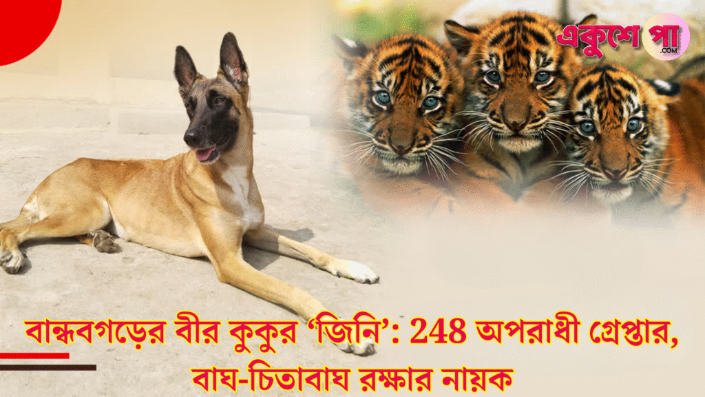 বান্ধবগড়ের বীর কুকুর ‘জিনি’: 248 অপরাধী গ্রেপ্তার, 66 বড় মামলা সমাধান, বাঘ-চিতাবাঘ রক্ষার নায়ক