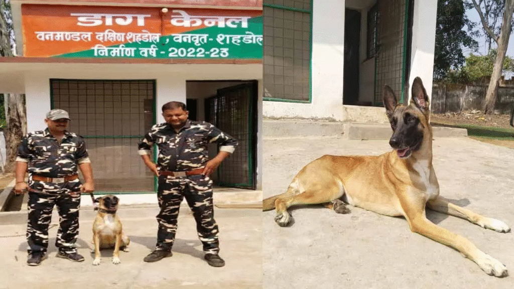 বান্ধবগড়ের বীর কুকুর ‘জিনি’: 248 অপরাধী গ্রেপ্তার, 66 বড় মামলা সমাধান, বাঘ-চিতাবাঘ রক্ষার নায়ক