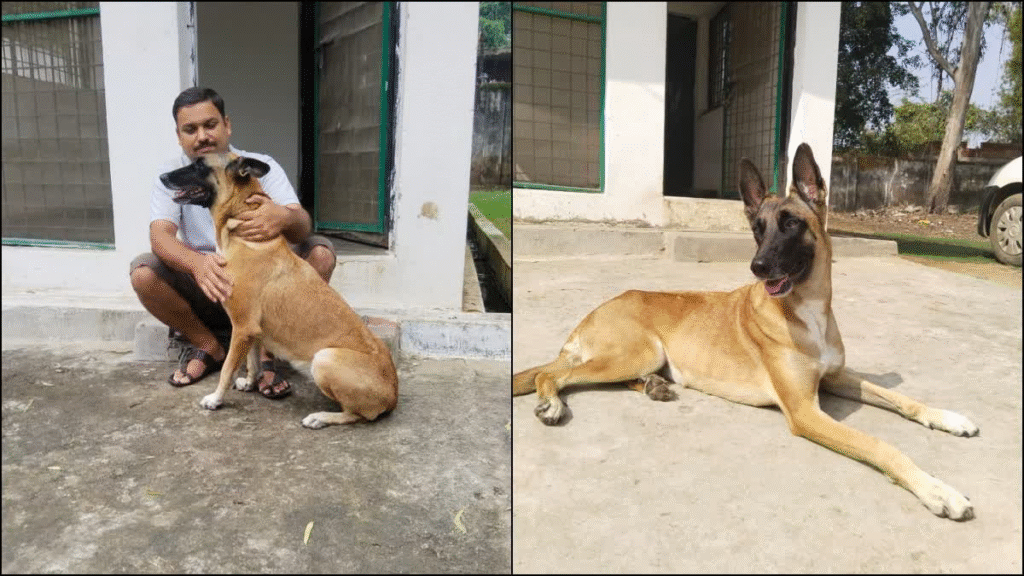 বান্ধবগড়ের বীর কুকুর ‘জিনি’: 248 অপরাধী গ্রেপ্তার, 66 বড় মামলা সমাধান, বাঘ-চিতাবাঘ রক্ষার নায়ক