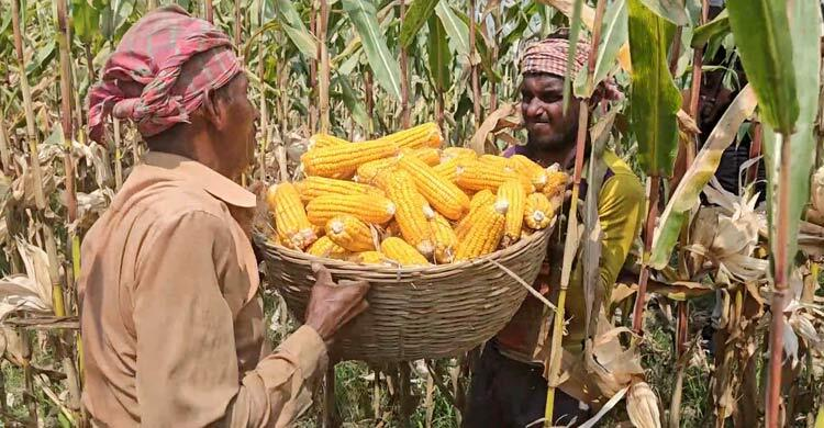  ভারতীয় কৃষক ভুট্টা চাষ করছেন
