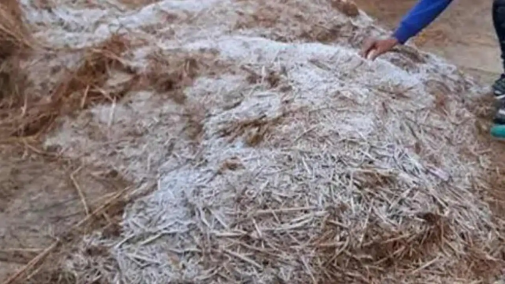 পুরুলিয়ায় নজিরবিহীন শীতের চমক, খড়ের গাদায় তুষারের আস্তরণ দেখে তাক স্থানীয়দের